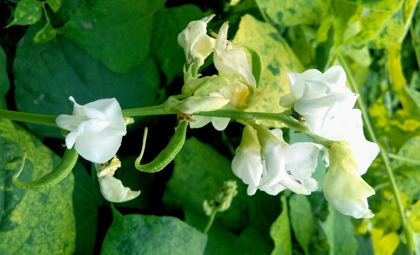 Plant compound offers new hope for people with food allergies