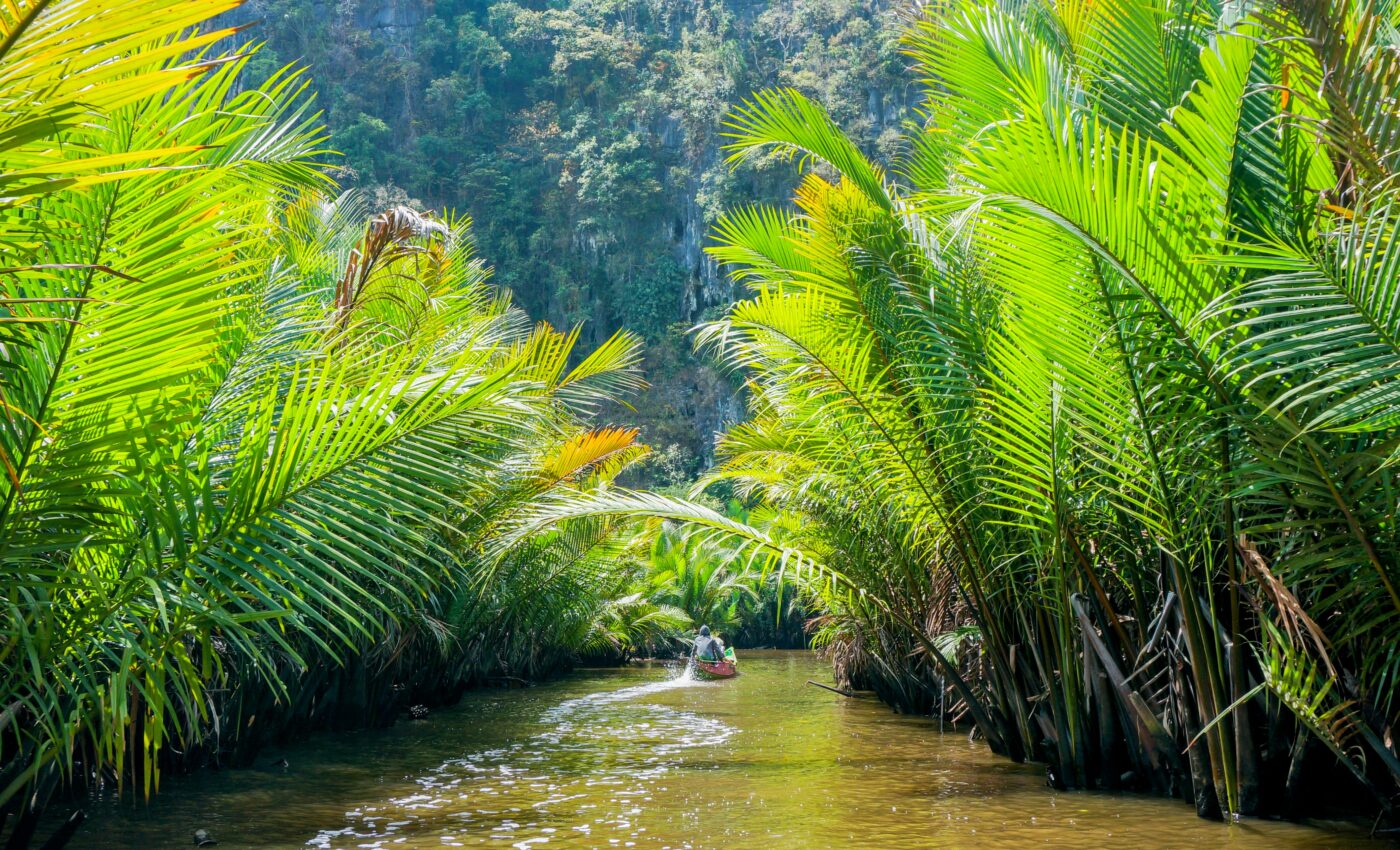 Climate variability drives tropical tree growth during dry season