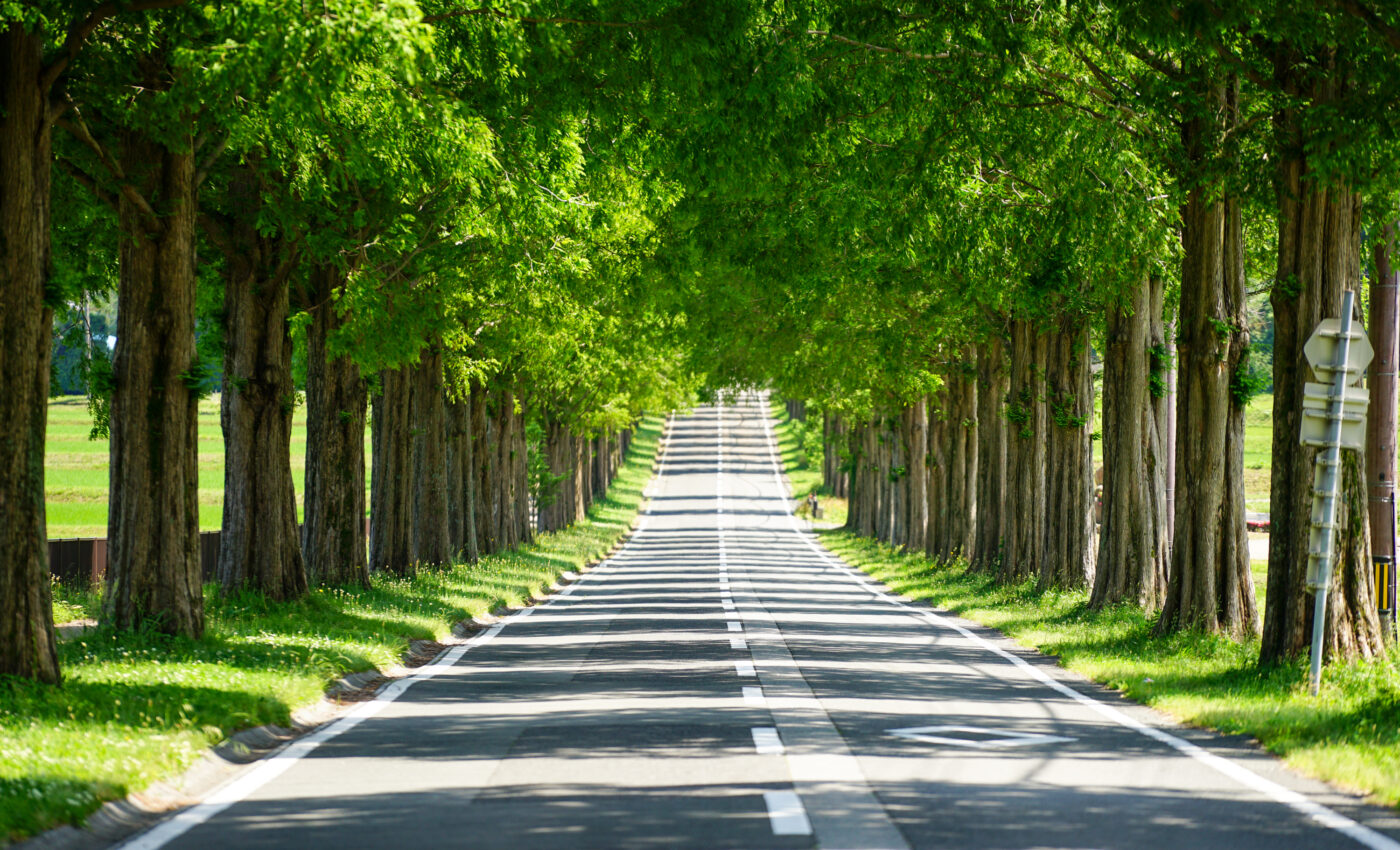 Stormwater drainage system helps keep street trees hydrated