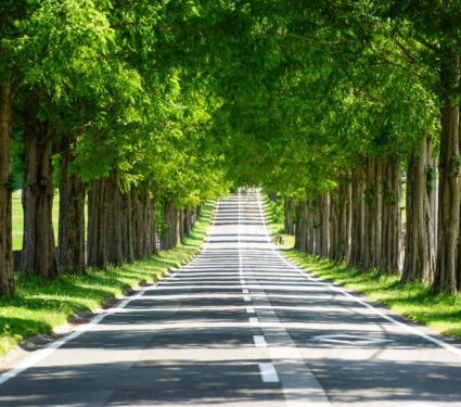 Metasequoia,Tree-lined,Road,In,Shiga,Prefecture