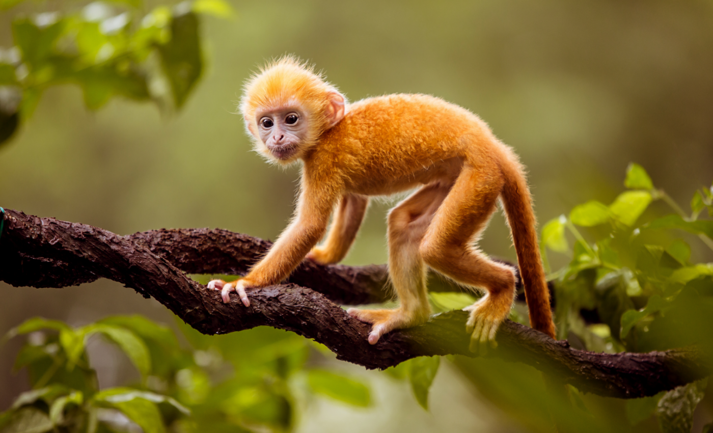 Humans may have inherited a love of alcohol from monkeys