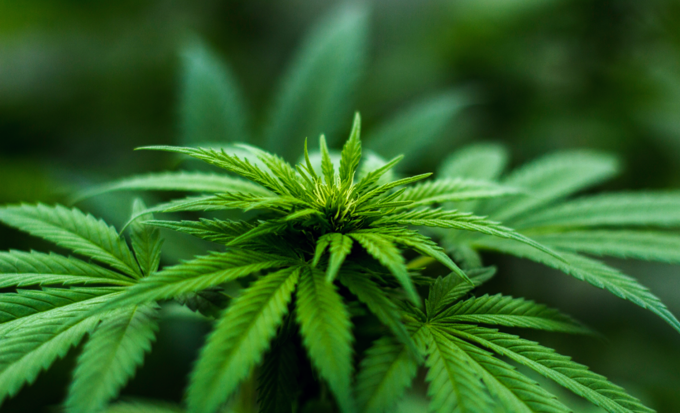 Prenatal exposure to cannabis linked to health risks later in life