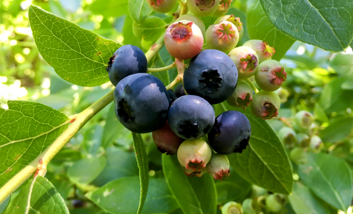 Blueberries could be key to treating non-healing wounds