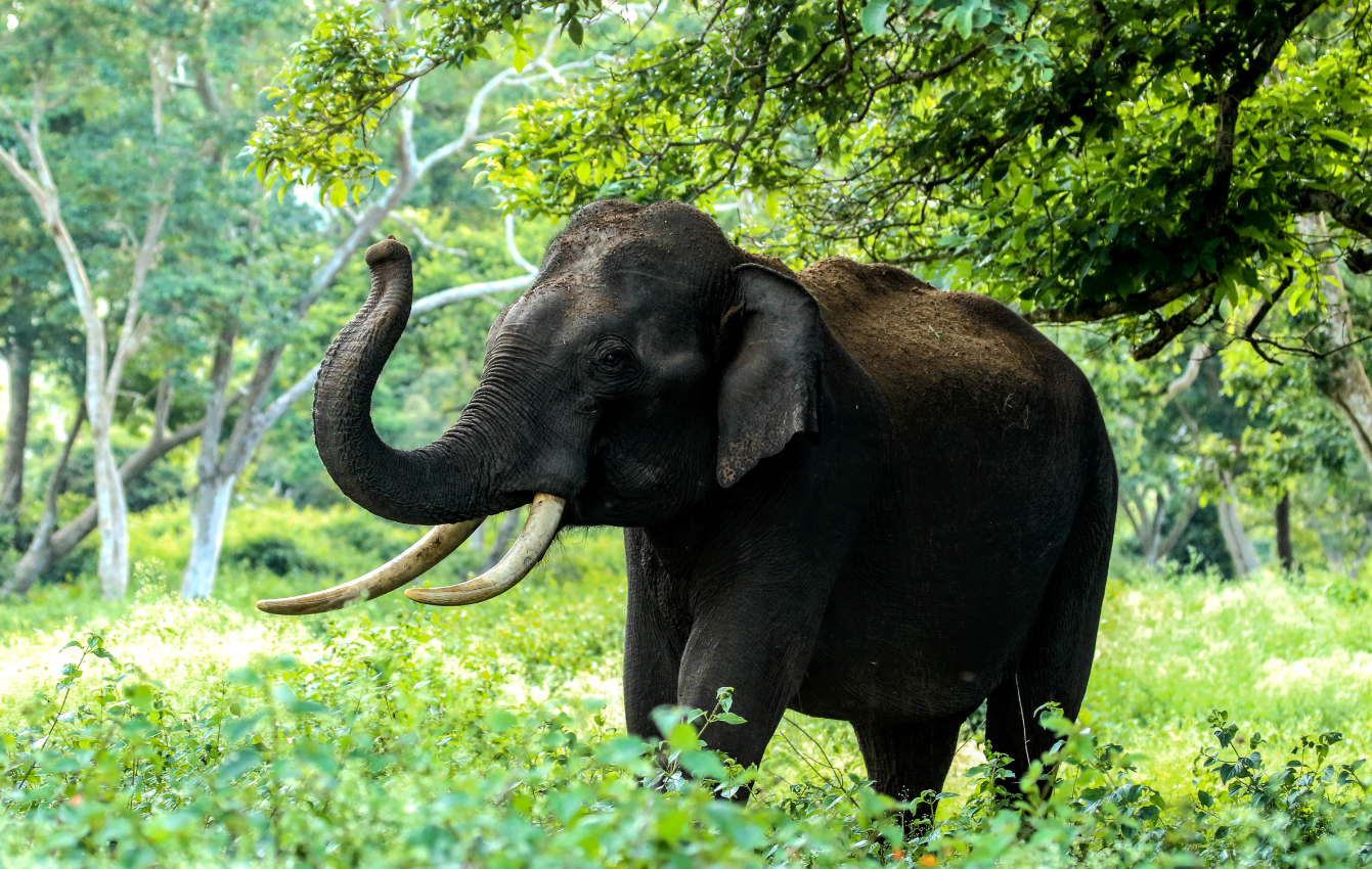 Greater risk of extinction for large-bodied mammals in the past