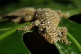 Lizards hold secrets of how animals evolve