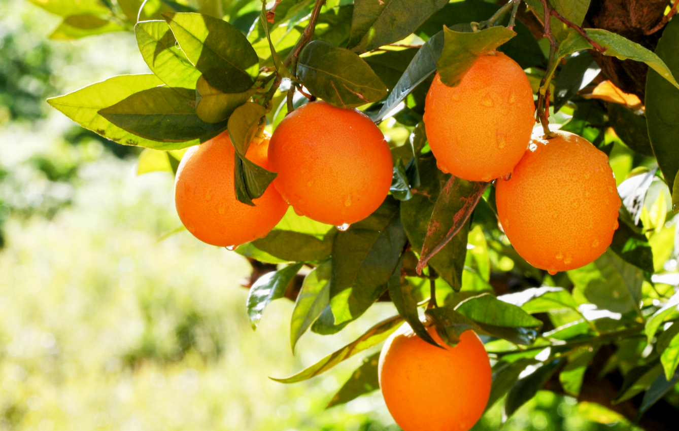 Vitamin C may reduce adverse effects of cancer treatment