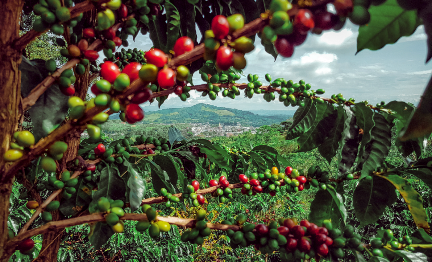 The birds and the bees boost coffee production