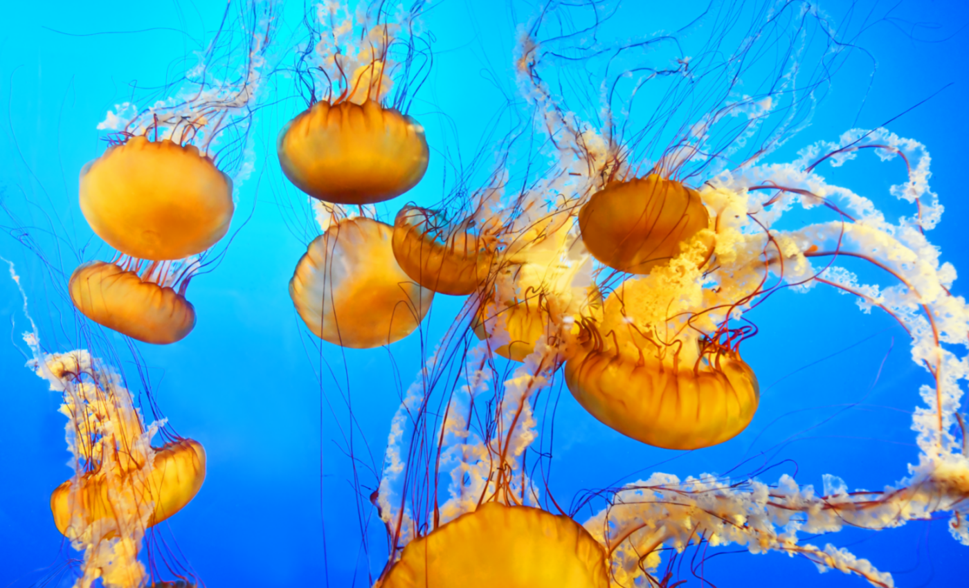 Jellyfish eyes catch a glimpse of evolutionary history