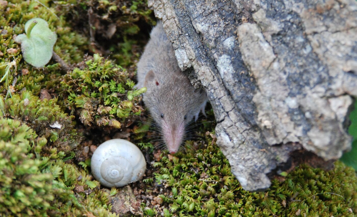 City shrews have bigger personalities