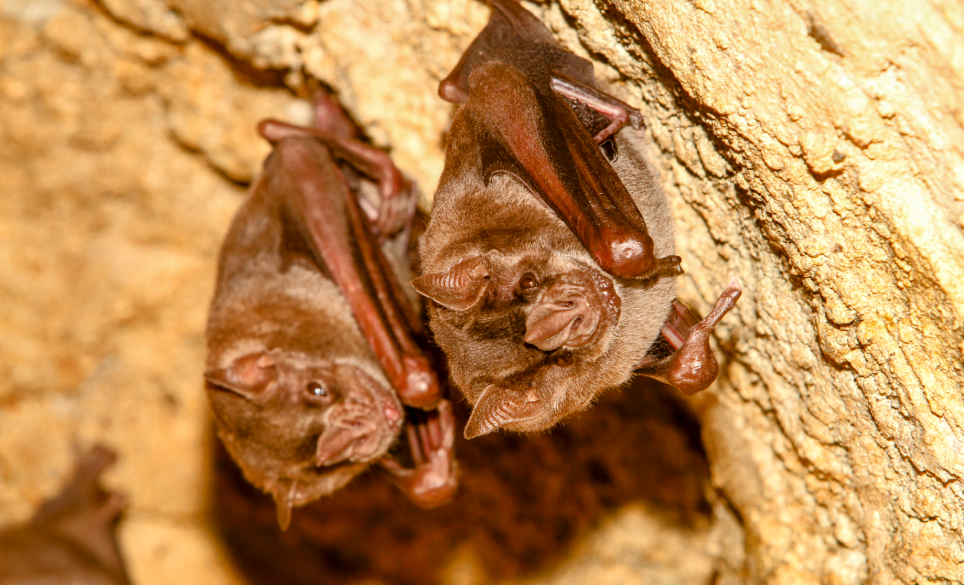 Vampire bats bond after being randomly paired up