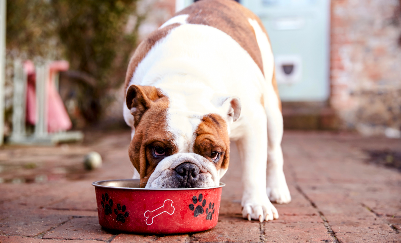 Most U.S. dog owners don’t follow hygienic practices when preparing pet food