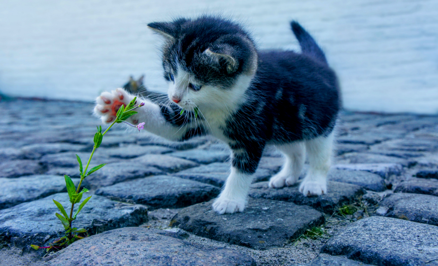 How can we control the growing issue of stray cats?