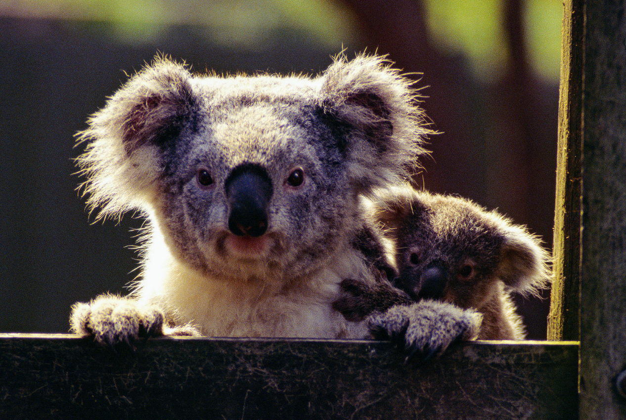 Do humans empathize more with people or other animals?