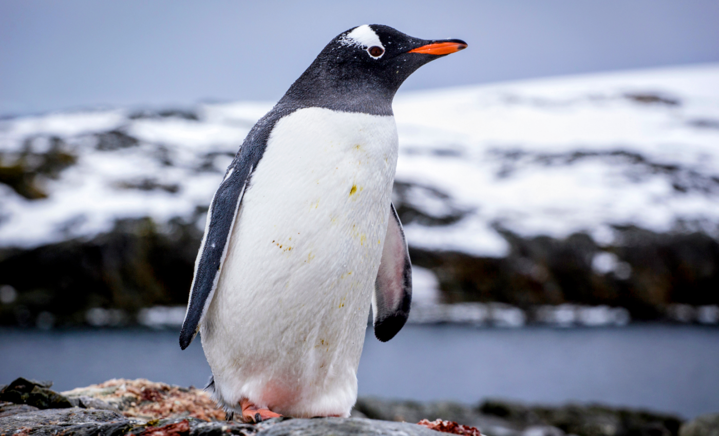 Sea ice loss is directly affected by greenhouse gas emissions