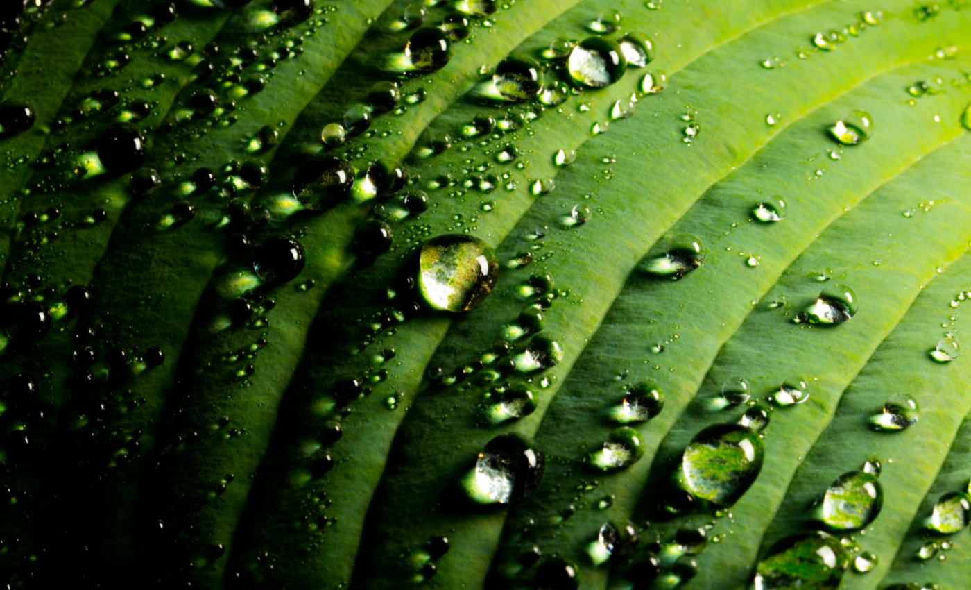 Plants activate immune defenses against pathogens in rain