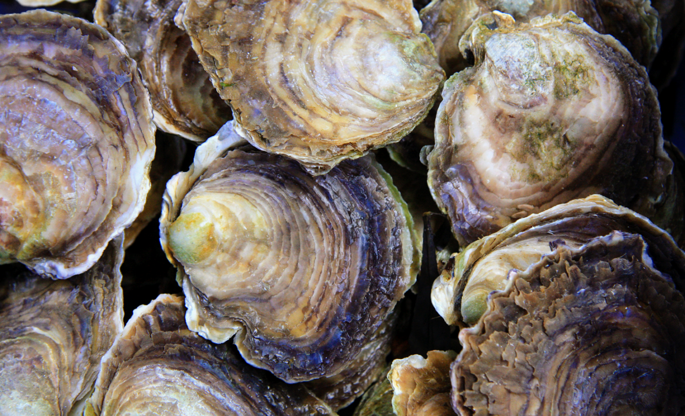 New hope for degraded oyster reefs along the eastern seaboard