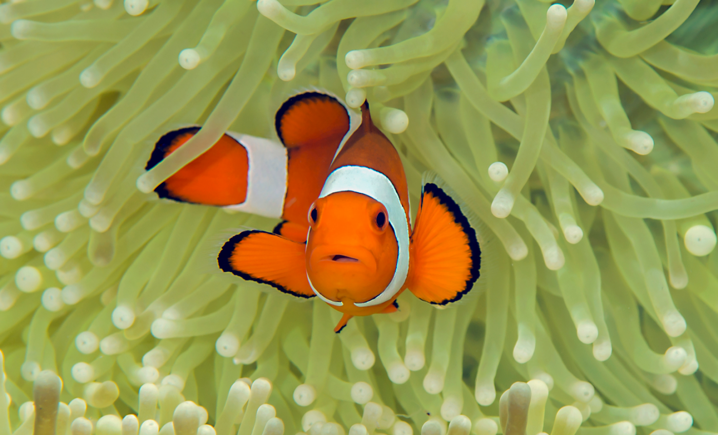 The clownfish could reveal new clues about climate adaptation