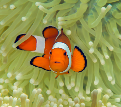 2022/04/Clownfish2.png