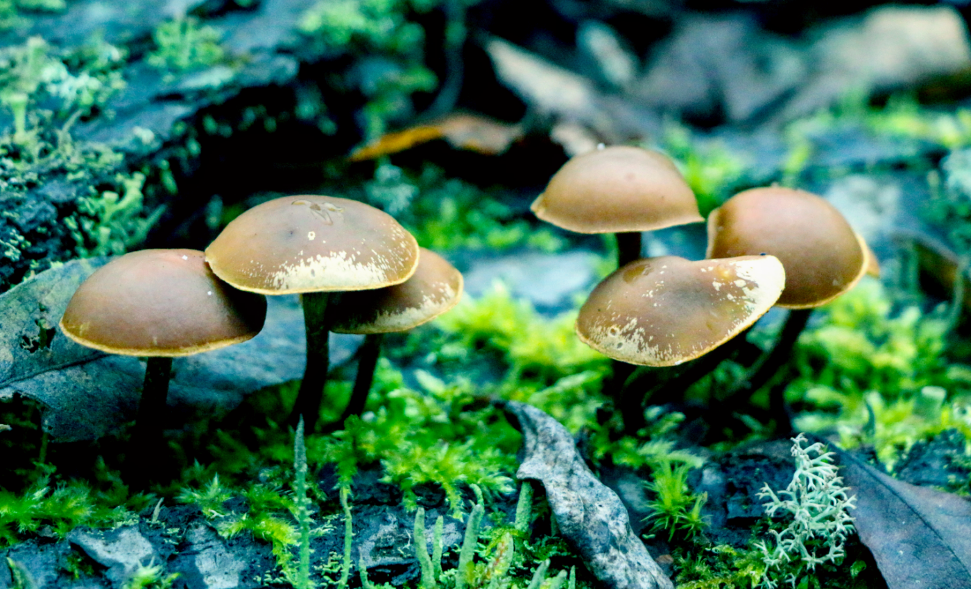 Psilocybin seems to protect against opioid use disorders