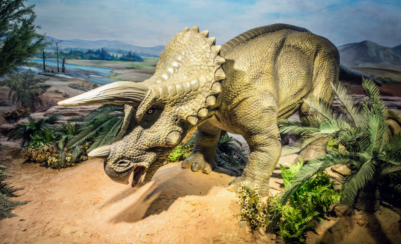 "Big John" had a skull injury from fighting another Triceratops