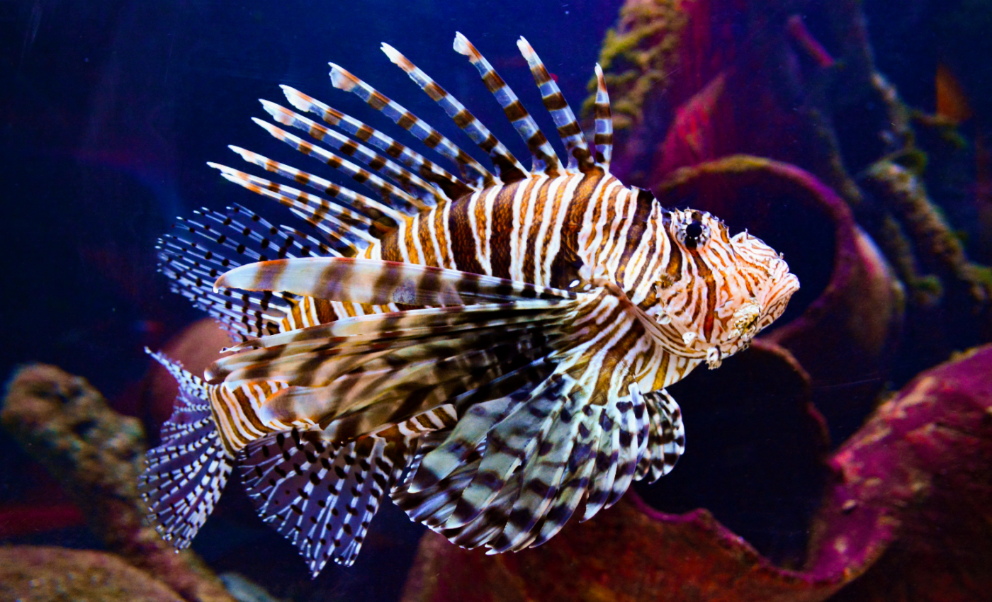 Lionfish invasion is the fastest ever reported in the Mediterranean