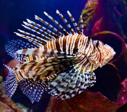 2022/04/Lionfish.png