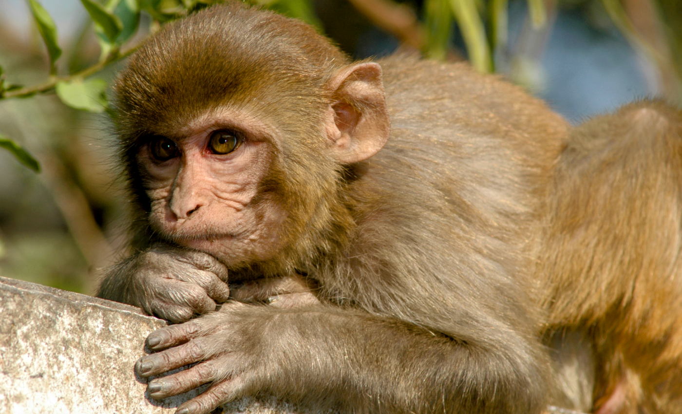 Rhesus monkeys can sense their own heartbeat