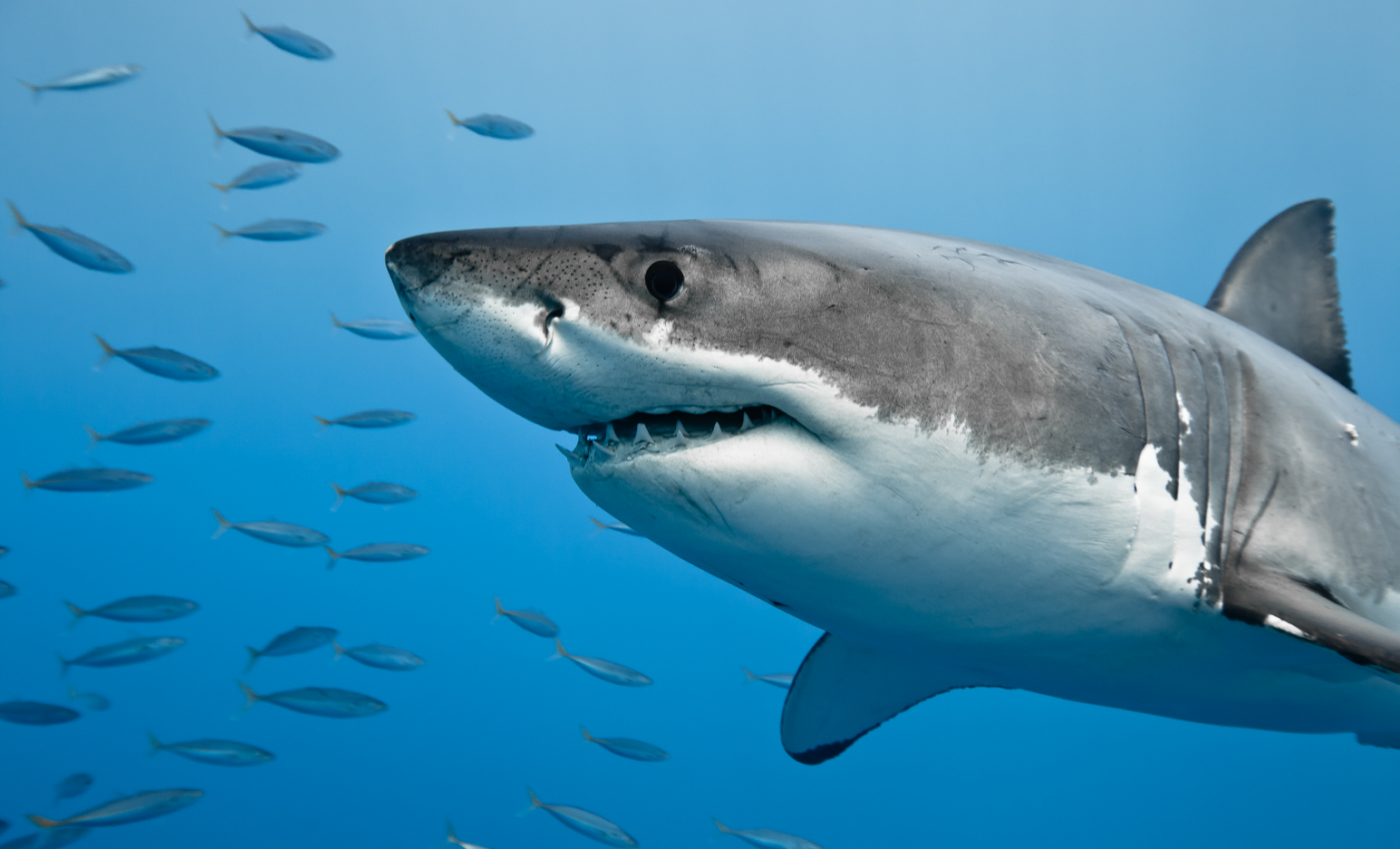 Sharks learn to stop wasting time on prey they can't catch