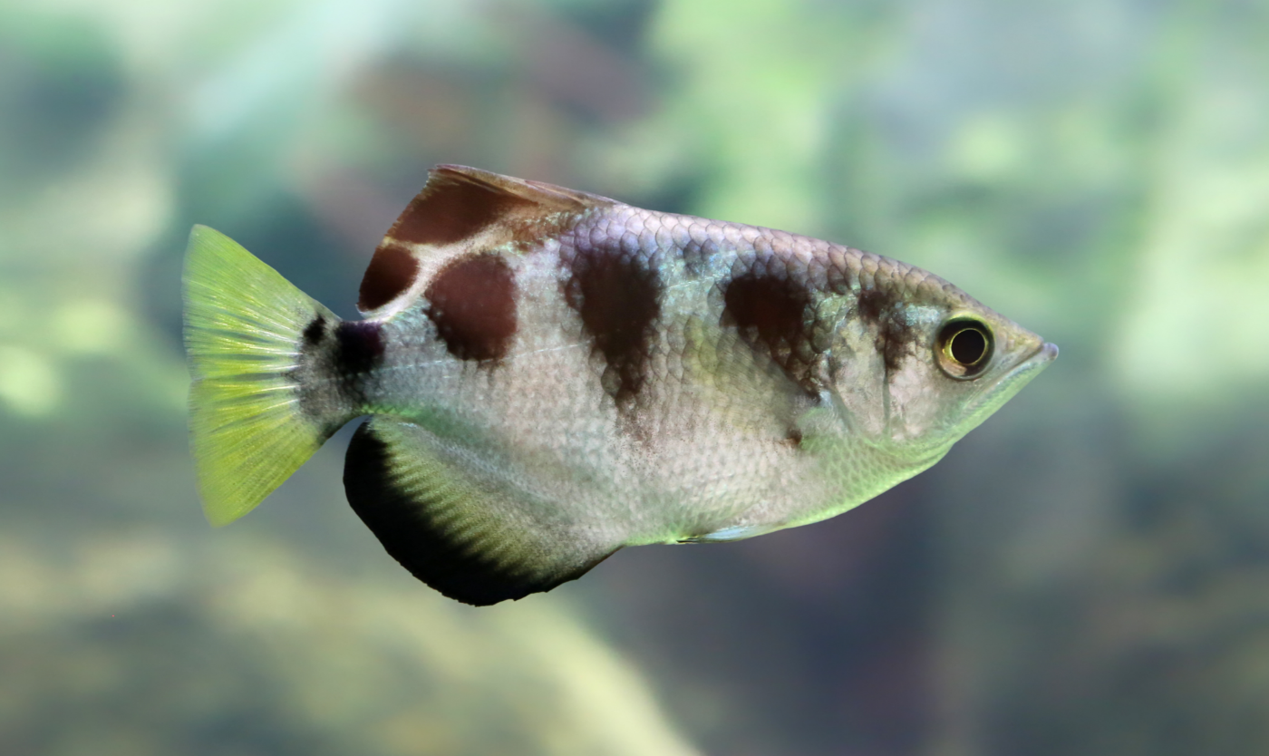 How did the fascinating behavior of archerfish evolve?