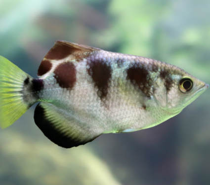 2022/04/Archerfish.png