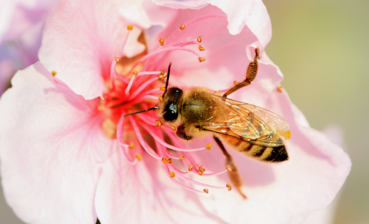 It takes all kinds: the underestimated role of rare pollinators