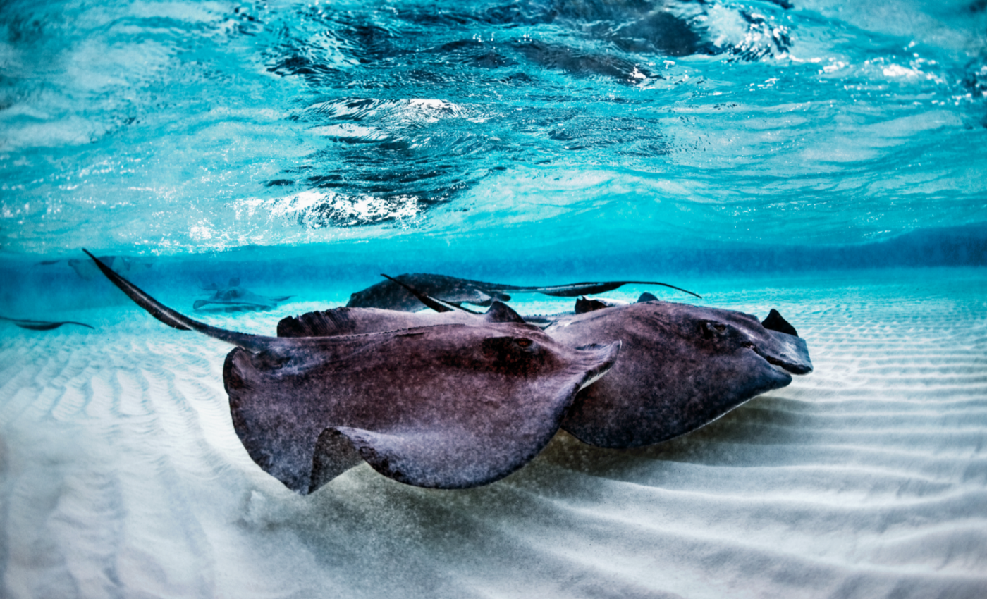 Climate change may cause stingrays to move toward danger