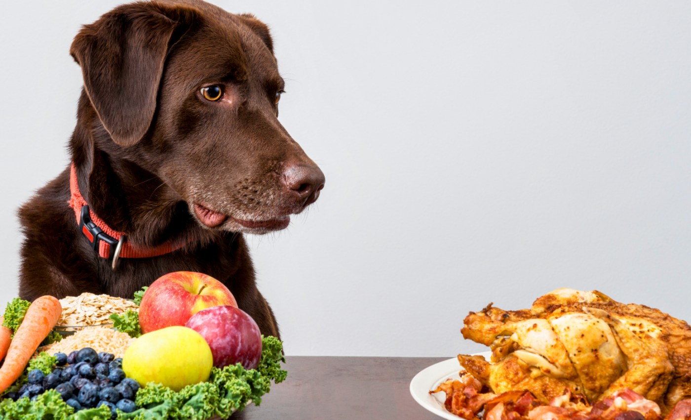 Dogs with vegan diets may have better health outcomes