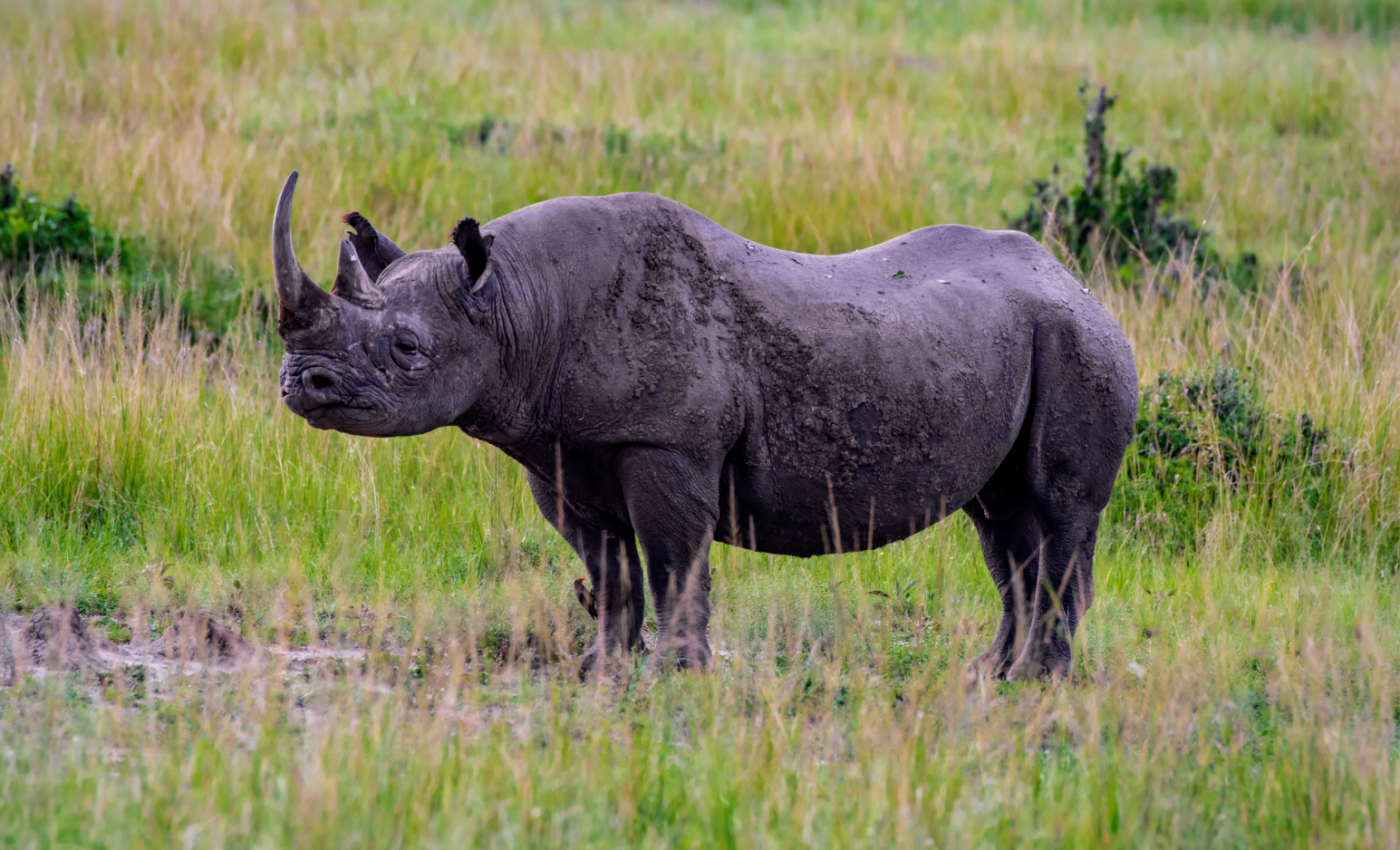 Black rhinos are in greater danger than previously thought