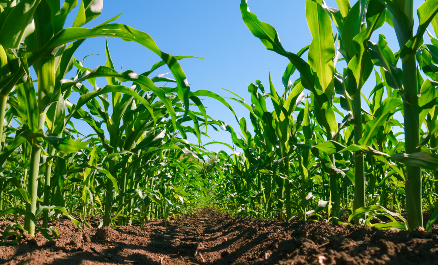 Bacteria force the plants they infect to feed them