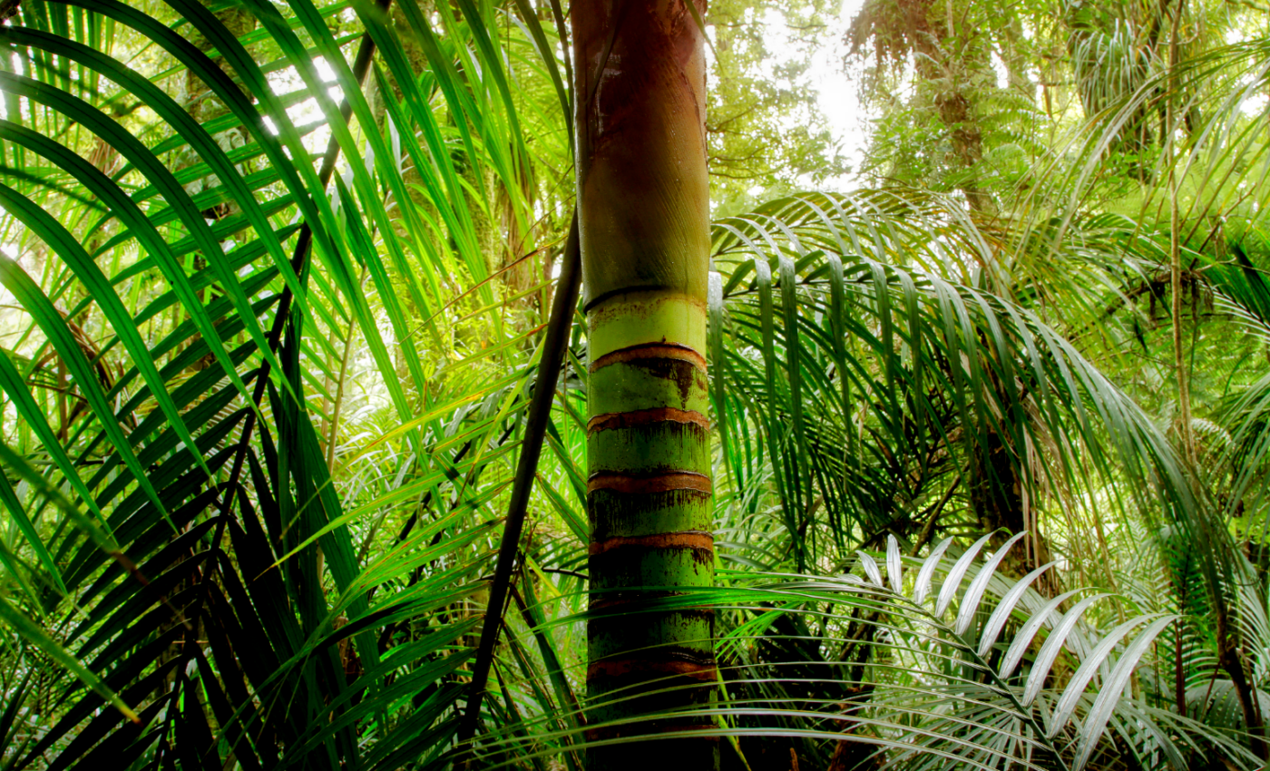 Deforestation causes biomass loss beyond directly affected areas