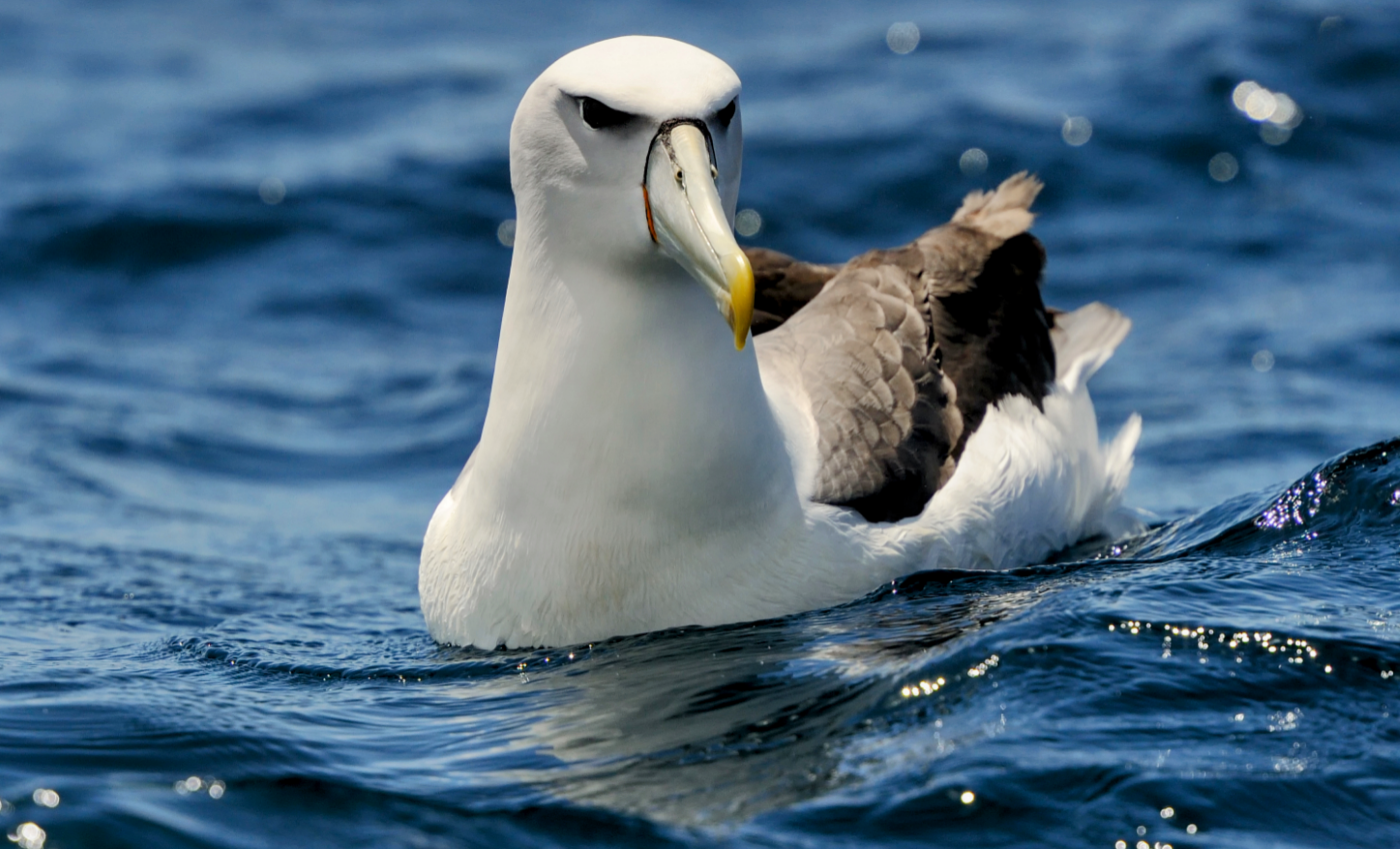 Study uncovers 4,000 years of foraging behavior among albatrosses
