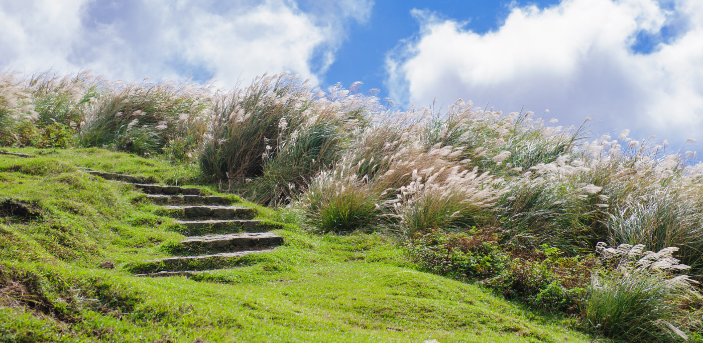 Growing perennial grasses could help curb climate change