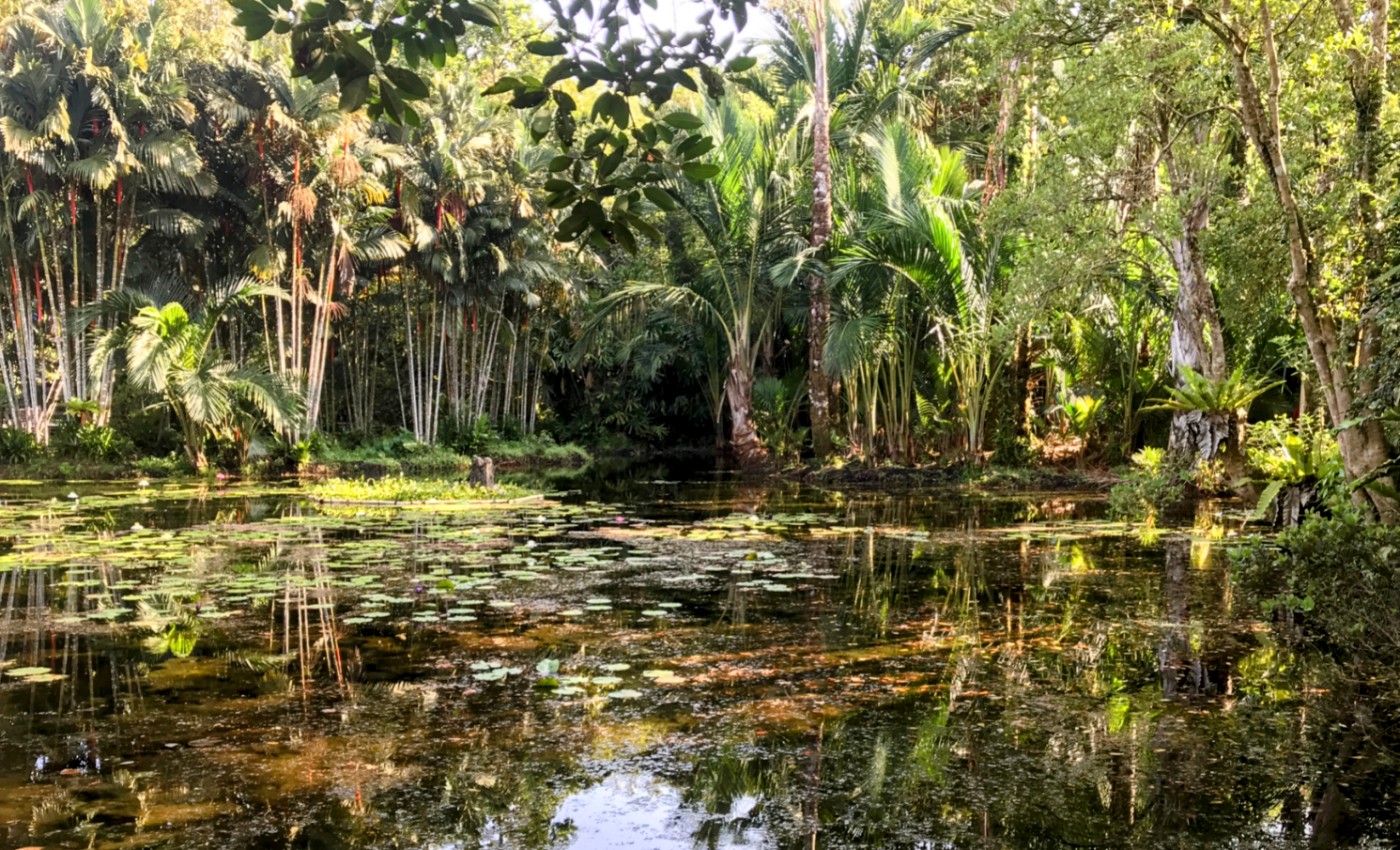 Peat swamps are carbon hotspots that need urgent protection