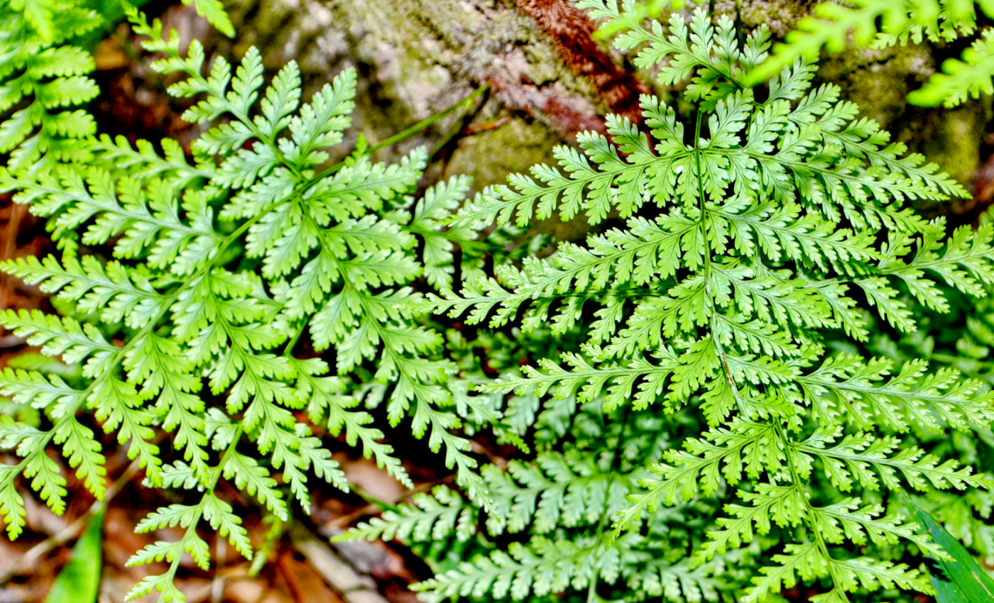 Plants may remove toxic metals from soil