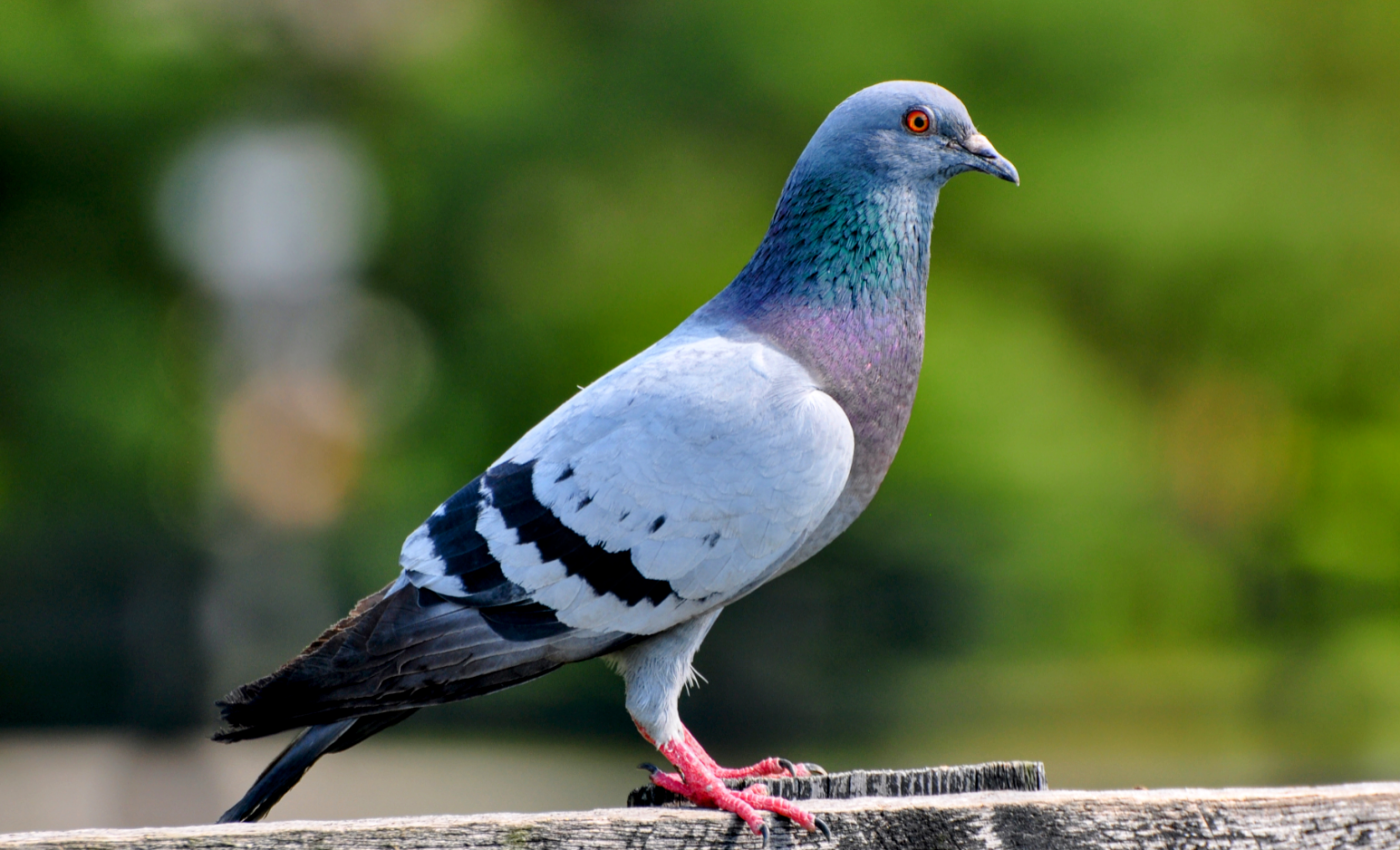 Birds are changing, and human activities are to blame