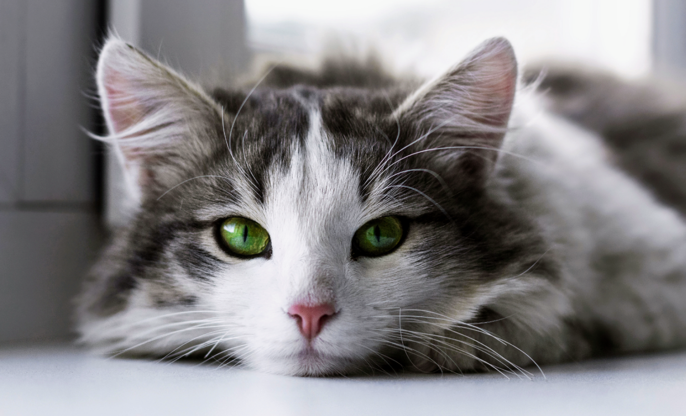 Cats can learn the names of their companions