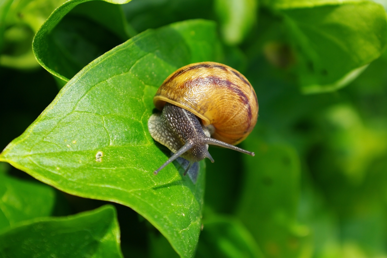 Tardigrades can hitch rides on snails to travel farther