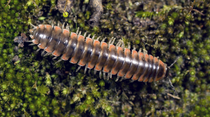 Millipede discovered in the Appalachian Mountains named after Taylor Swift