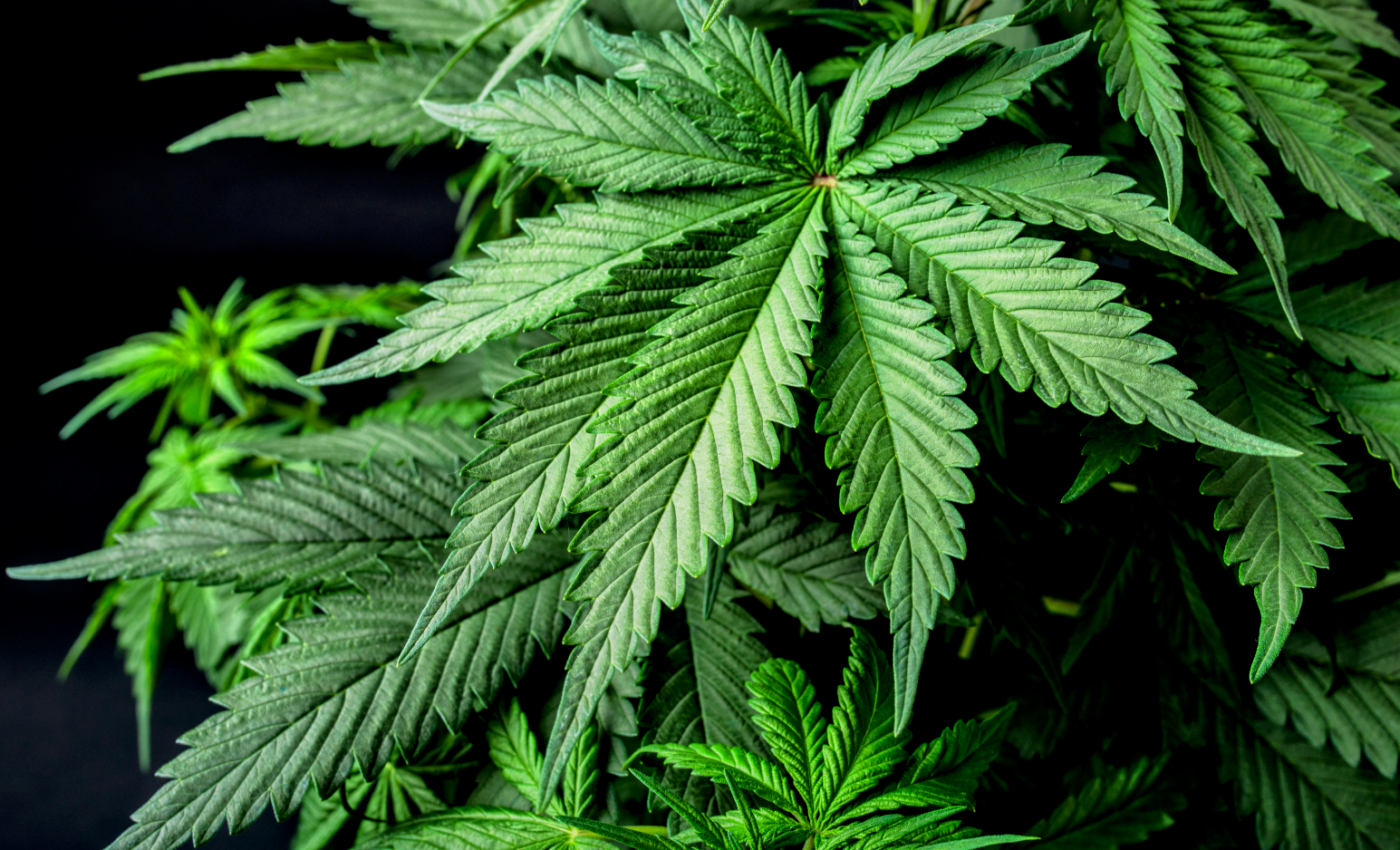 Marijuana use reduces demand for prescription drugs