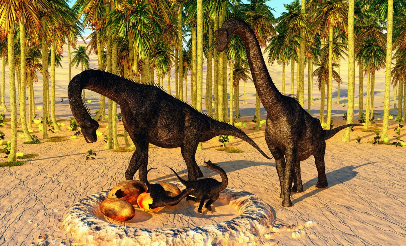 The smallest sauropod has been found in Australia