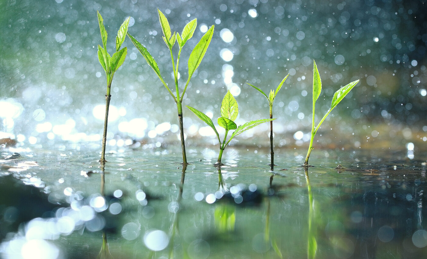 It's the timing of water that matters to plants