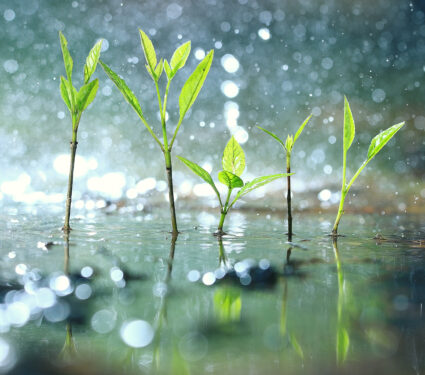 Grass,Dew,Rain,Macro,Fresh,Green,Eco