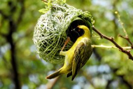 You are what you eat: diet influences the social lives of birds