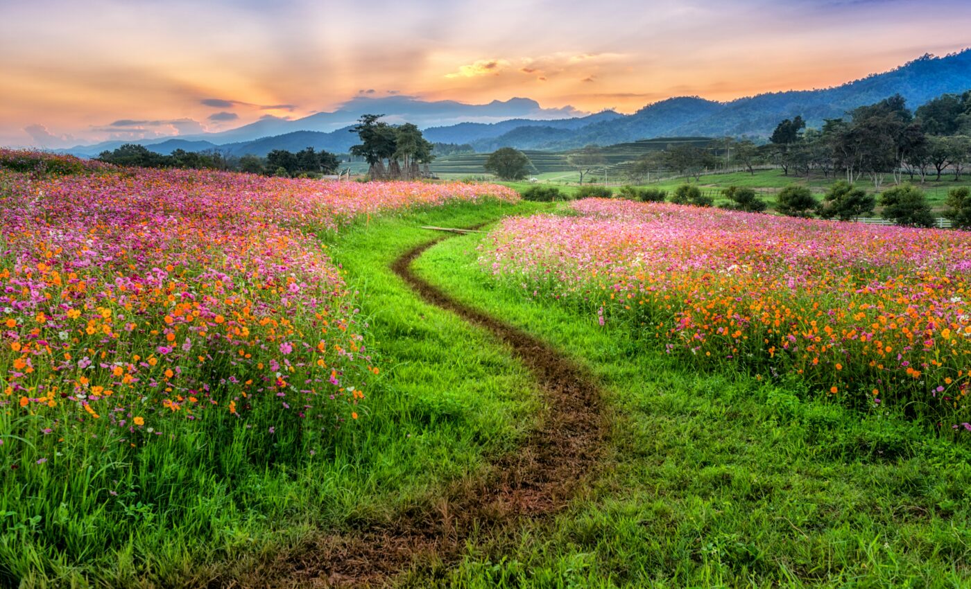 "Nature needs half" but natural habitats are vanishing